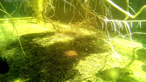 Juvenile molly fish having lunch Stock Footage 239552528