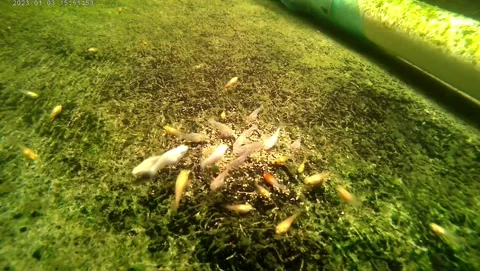 Juvenile molly fish having lunch Stock Footage 239553755
