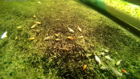 Juvenile molly fish having lunch Stock Footage 239554064