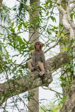 Juvenile monkey rests on thick branch in dense green woodland, looking forwar Stock Photos