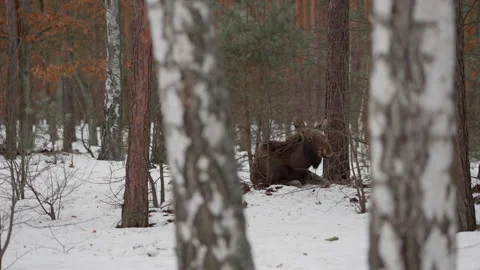 Juvenile moose calf lying in winter forest snow chewing cud between trees Stock Footage 329099508