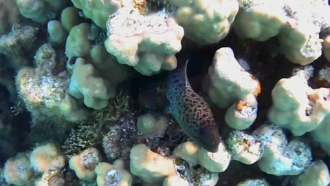 Juvenile Moray Eel and Triggerfish with Raised Trigger Spine in Las Cabanas, Red Stock Footage 340605746