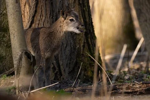 Juvenile mouflon bleating in forest in spring nature Stock Photos