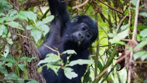 Juvenile mountain gorilla eating tree bark among dense vegetation in Bwindi Stock Footage 345727458