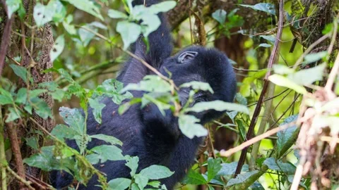 Juvenile mountain gorilla eating tree bark among dense vegetation in Bwindi Stock Footage 345727480