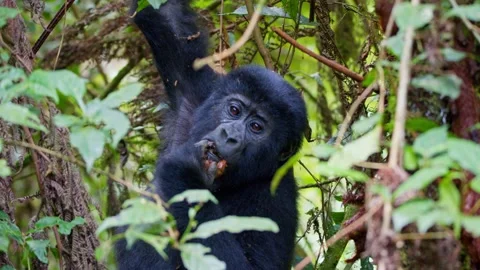 Juvenile mountain gorilla eats vegetation among dense forest foliage in Bwindi Stock Footage 345727195
