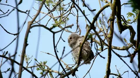 Juvenile nightowl in a tree Stock Footage