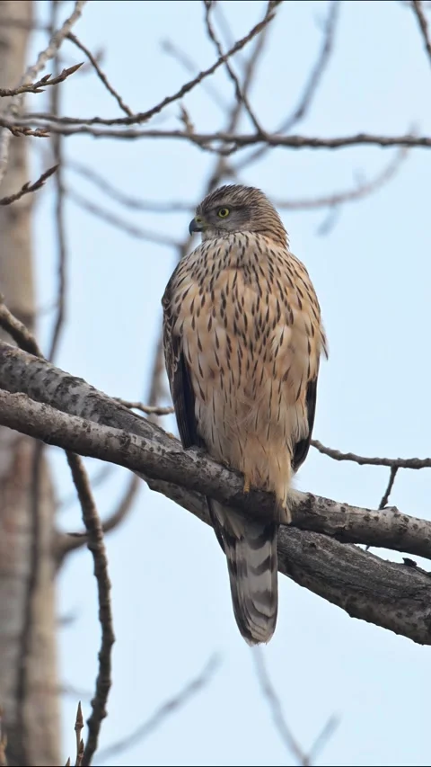 Juvenile Northern Goshawk Perched on a Tree Branch Against Sky 스톡 동영상 330565112