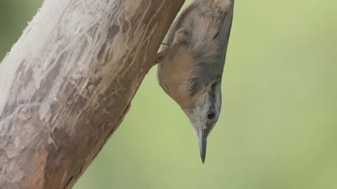 Juvenile Nuthatch feeding on a tree, Britain, UK Stock Footage 342276703