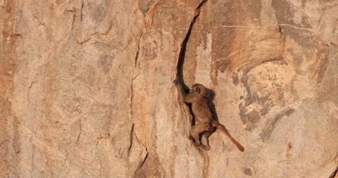 Juvenile Olive Baboon climbing a red rock crevice in morning Video stock 310979735
