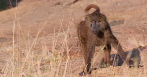 Juvenile Olive Baboon looking at camera in morning Stock Footage 310971581