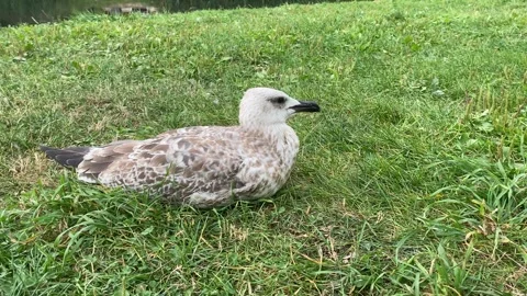 Juvenile or first-winter gull with brown plumage and darker streaks Stock Footage 260613930