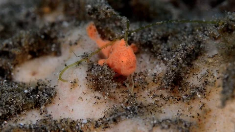 Juvenile Orange Frogfish Stock Footage 112234605