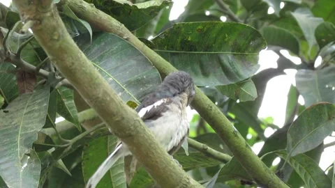 Juvenile Oriental Magpie-Robin Preening on Tree Branch 库存影片 338169552