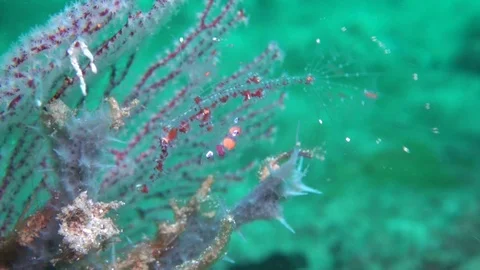 Juvenile ornate ghost pipe fish Stock Footage 90797052