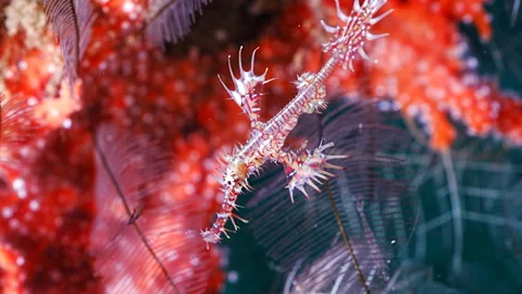 Juvenile Ornate Ghost Pipefish Stock Footage 340402798