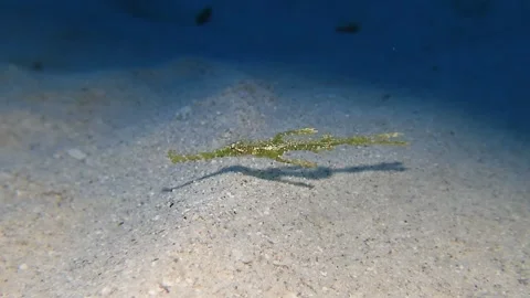 Juvenile ornate ghost pipefish hovering near coral and shells in Mauritius reef Stock Footage 332225283