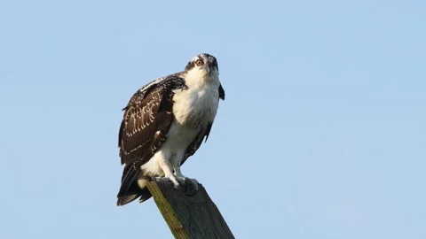 Juvenile Osprey Standing on the Nest Post Stock Footage 137488063