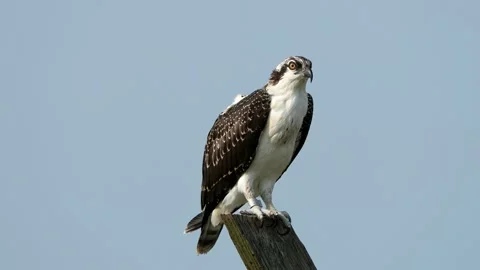 A Juvenile Osprey Standing on a Nest Post Stock Footage 160948557