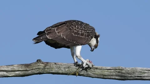 Juvenile Osprey in a Tree Eating a Fish Stock Footage 137556997