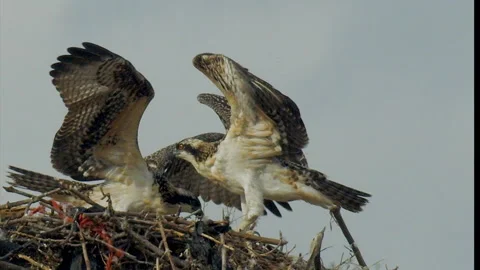 Juvenile ospreys on nest testing wings, slow motion, 4k Stock Footage 276009197