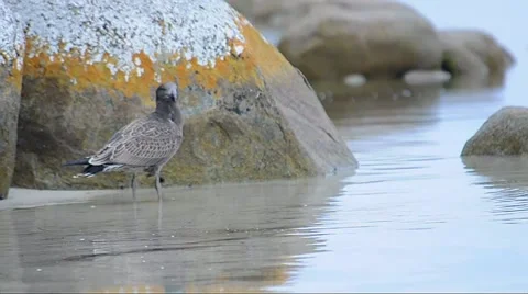 Juvenile Pacific Gull Stock Footage 62706439