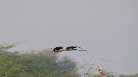 Juvenile painted stork flying over a forest landscape. Stock Footage 340020212