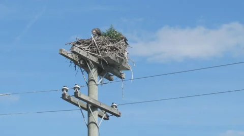 Juvenile peregrine falcons in nest near ... | Stock Video | Pond5