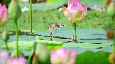 Juvenile Pheasant Tailed Jacana Navigating Blooming Lotus Plants 스톡 동영상 341695521