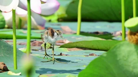 Juvenile Pheasant Tailed Jacana Navigating Blooming Lotus Plants 스톡 동영상 341695618