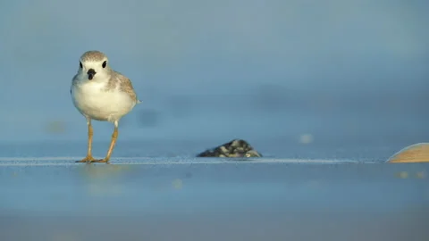 Juvenile Piping Plover foraging Video stock 196356795