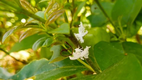 Juvenile Planthoppers on Hedge Branches (Slow Motion) Video stock 118949480