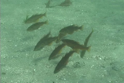 Juvenile pollock Stock Footage 12393443