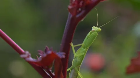 Juvenile Praying Mantis Perch On A Red Cranberry Hibiscus Plant Stem. Selective Stock Footage 332045051