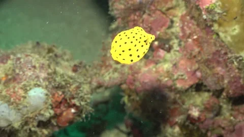 Juvenile puffer fish Stock Footage 183777675