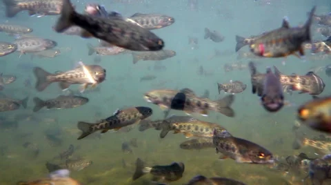 Juvenile Rainbow trout Stock Footage 65329974