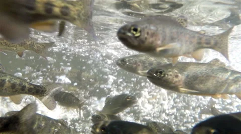 Juvenile Rainbow trout Stock-Footage 65364189