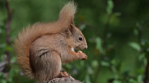 Juvenile red squirrel Stock Footage 277151706
