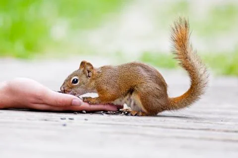 Juvenile red squirrel Stock Photos