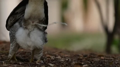 Juvenile Red-Tailed Hawk Defecates then Scans Shaded Ground Vídeos de archivo 311962208