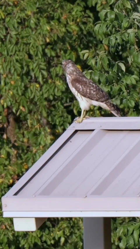 Juvenile Red-Tailed Hawk at Disc Golf Course Stock Footage 344987415