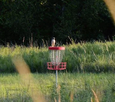 Juvenile Red-Tailed Hawk at Disc Golf Course Stock Photos