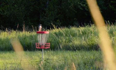 Juvenile Red-Tailed Hawk at Disc Golf Course Stock Photos