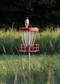 Juvenile Red-Tailed Hawk at Disc Golf Course Stock Photos