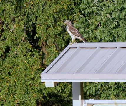 Juvenile Red-Tailed Hawk at Disc Golf Course Fotos Stock