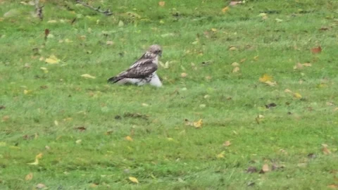 Juvenile red-tailed hawk hunting on lawn Stock Footage 340046830