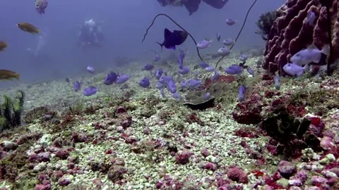 Juvenile red tooth trigger fish Stock Footage 307148760