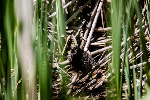Juvenile Red Wing Black Bird Stock Photos