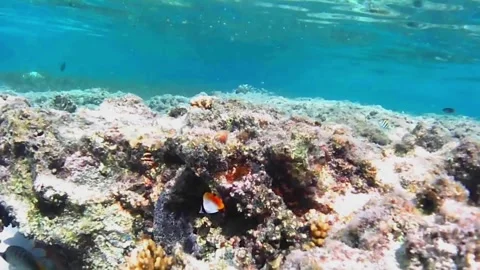Juvenile Reef Fish School Around Coral Head in Las Cabanas Lagoon, Red Sea Video stock 341290189