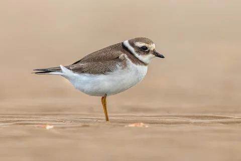 Juvenile Ringed Plover on a beach during migration Stock Photos